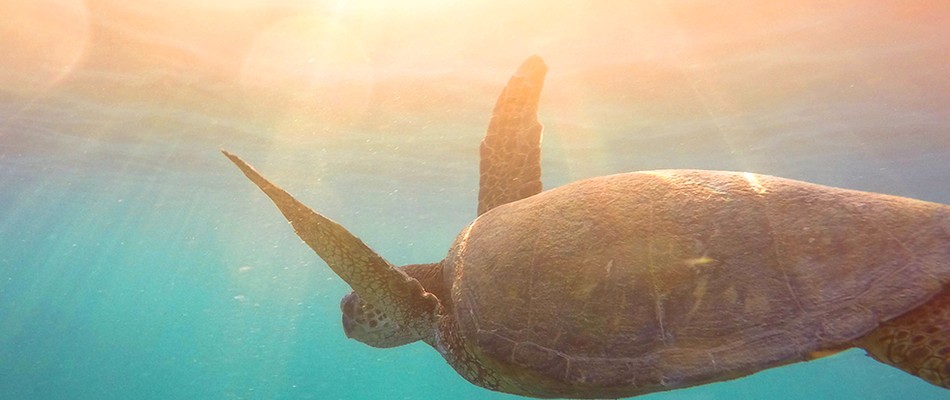Surfside Sea Turtles
