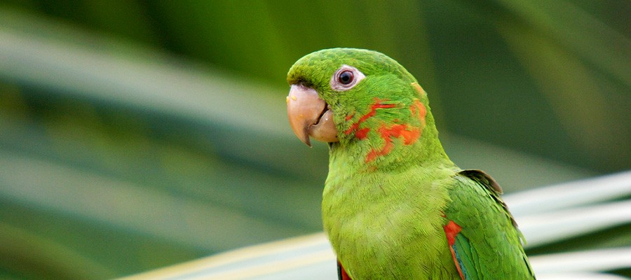 Surfside Parakeet