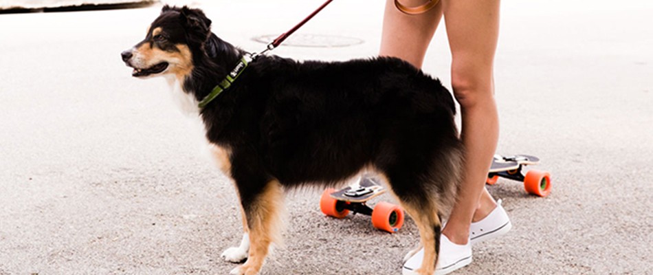 Dog ona leash